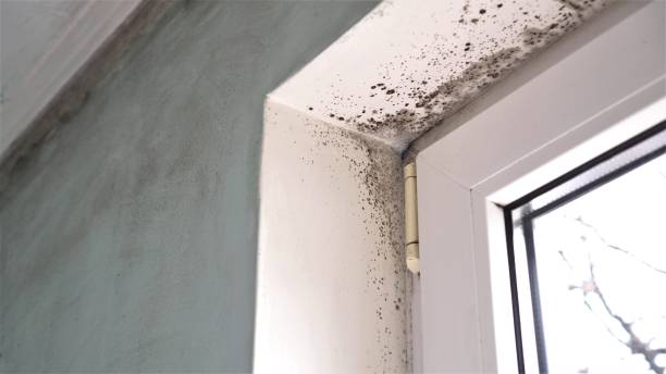 Mold Documentation for Insurance Claims in Lakewood Clu, MI