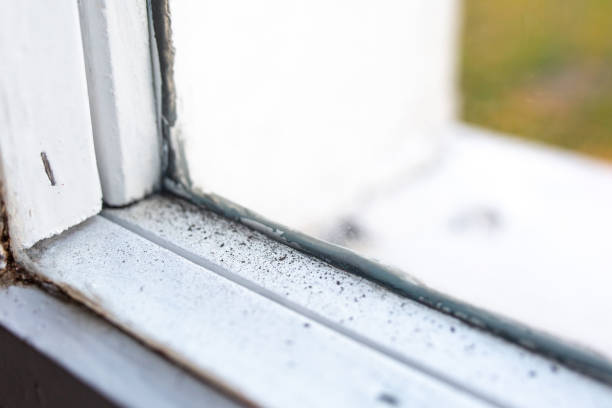 Best Comprehensive Air Testing for Mold Contaminants  in Lakewood Clu, MI