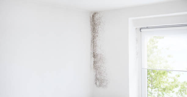 Best Dehumidification Services  in Lakewood Clu, MI